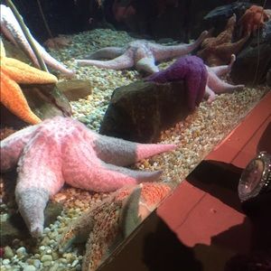 Meet your Posher, Thadeus